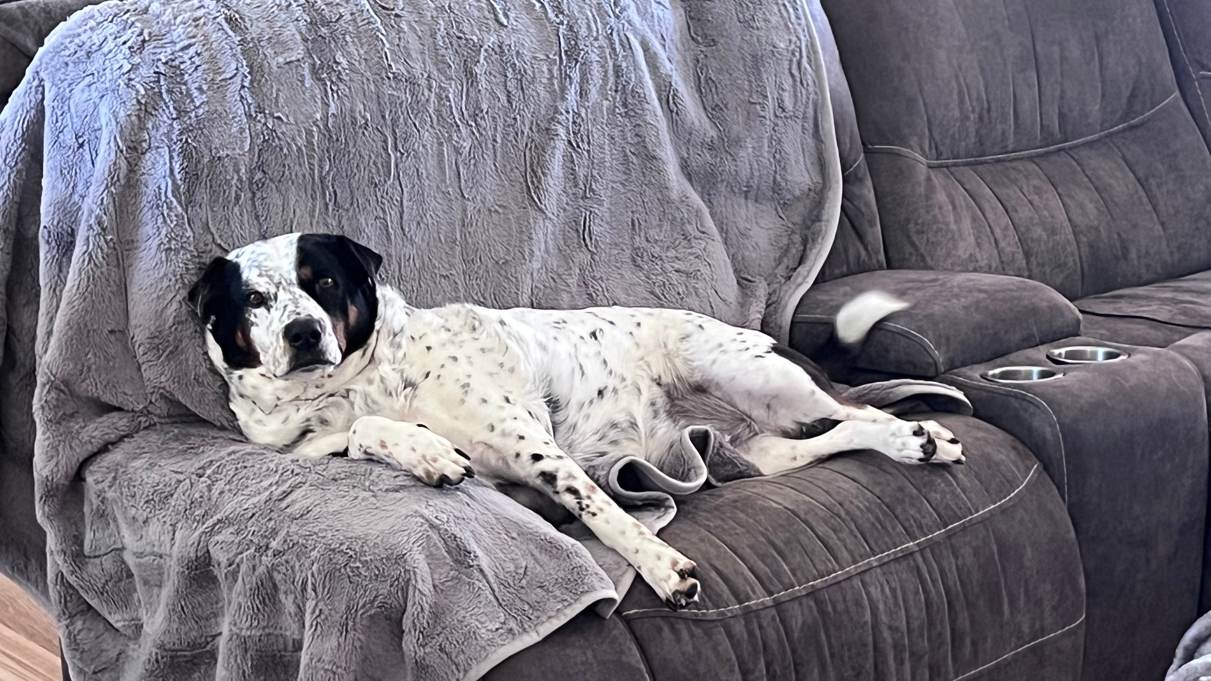 Overnight Care in Kingston, WA - Bella's Pet Care