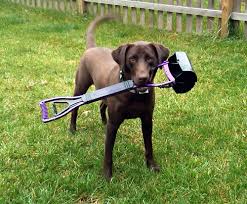 Poop Scoop in Kingston, WA - Bella's Pet Care