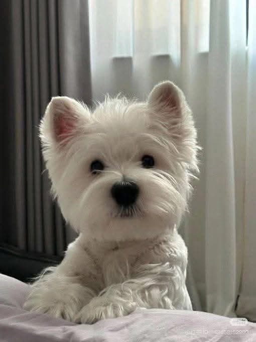 Pet Sitting in Kingston, WA - Bella's Pet Care