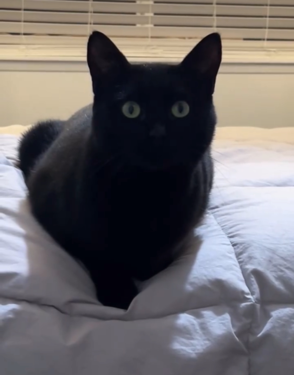 Cat Sitting in Kingston, WA - Bella's Pet Care