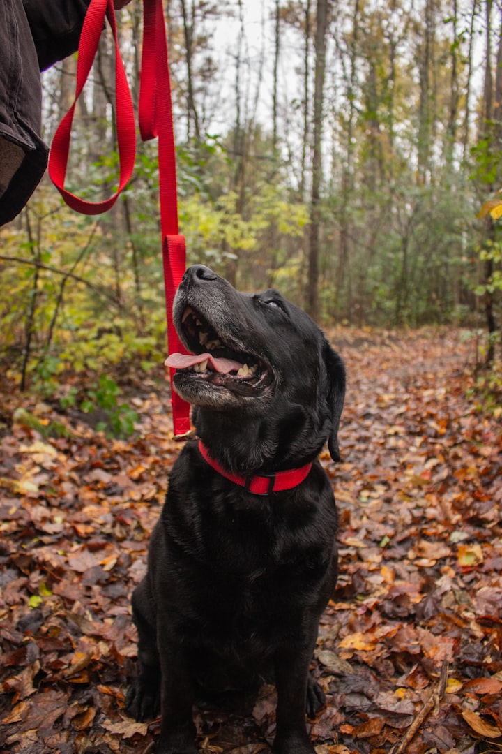 Dog walker in Kingston, WA - Bella's Pet Care
